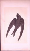 Swift Bird- Rev Morris First Edition Antique Woodblock Engraving-127