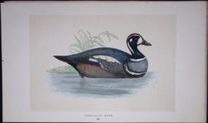 Harlequin Duck Bird- Rev Morris First Edition Antique Woodblock Engraving-111