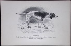 The Pointer British Dogs by Hugh Dalziel 1889 Antique Book Plate-28