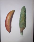 Bananas Monstera Deliciosa 1891-1894 Antique Fruit Illustration-24.