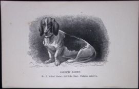 The French Basset British Dogs by Hugh Dalziel 1889 Antique Book Plate-25