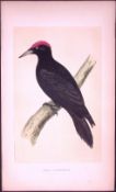 Black Woodpecker Bird- Rev Morris First Edition Antique Woodblock Engraving-117