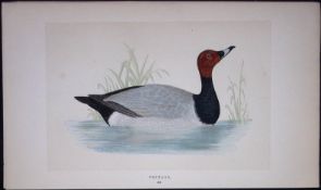 Pochard Duck Bird- Rev Morris First Edition Antique Woodblock Engraving-116
