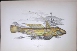 Yellow Skulpin Fish Scarce Antique 1877 J. Couch Woodblock Engraving-60