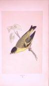 Siskin Rev Morris First Edition Antique Woodblock Engraving-162