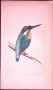 Kingfisher Bird- Rev Morris First Edition Antique Woodblock Engraving-46