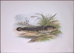 The Burbot Rev Houghton British Freshwater Fish 1879 Scarce Wood Engraving-4