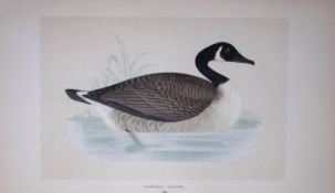 Canada Goose Bird- Rev Morris First Edition Antique Woodblock Engraving-78