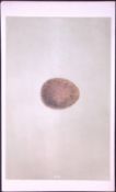 Peregrine Falcon Bird Egg- Rev Morris First Edition Antique Woodblock Engraving-4