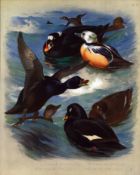 Archibald Thorburn Antique Scarce Large Bird Print The Duck Family -51.