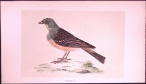 Ortolan Rev Morris First Edition Antique Woodblock Engraving-154