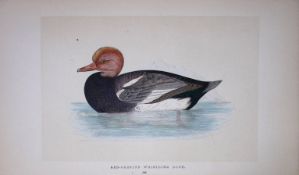 Red Whistling Duck Bird- Rev Morris First Edition Antique Woodblock Engraving-99