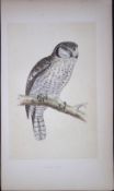 Hawk Owl Bird- Rev Morris First Edition Antique Woodblock Engraving-32