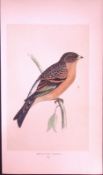Mountain Finch Rev Morris First Edition Antique Woodblock Engraving-156