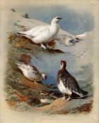 Antique Scarce Large Coloured Bird Illustration Winter & Autumn Ptarmigan -56.