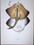 Bordered Ray Fish Scarce Antique 1877 J. Couch Woodblock Engraving-105