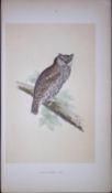 Scops-Fared Owl Bird- Rev Morris First Edition Antique Woodblock Engraving-26