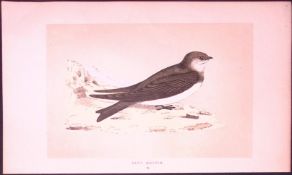 Sand Martin Bird- Rev Morris First Edition Antique Woodblock Engraving-132