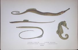 Snake & Worm Pipefish Fish Scarce Antique 1877 J. Couch Woodblock Engraving-151
