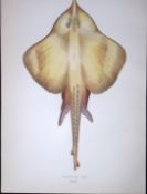 Shagreen Ray Fish Scarce Antique 1877 J. Couch Woodblock Engraving-109