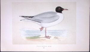 Black-Headed Gull Bird- Rev Morris First Edition Antique Woodblock Engraving-203