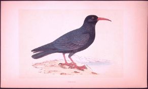 Chough Bird- Rev Morris First Edition Antique Woodblock Engraving-50