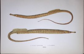 Ocean & Variety Pipefish Fish Scarce Antique 1877 J. Couch Woodblock Engraving-150
