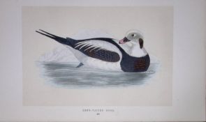 Long-Tailed Duck Bird- Rev Morris First Edition Antique Woodblock Engraving-112