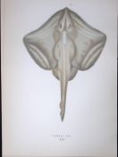 Painted Ray Fish Scarce Antique 1877 J. Couch Woodblock Engraving-104