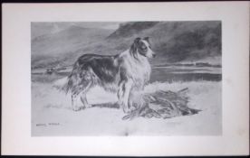 Collie or Sheepdog Antique Book Plate Rawdon Lee Modern Dogs 1894-6