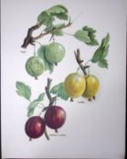 Gooseberries Angler, Leveller, Whinham Industry, Antique Mary Rivers Fruit Illustration-5.