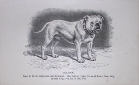 Bulldog British Dogs by Hugh Dalziel 1889 Antique Book Plate-42