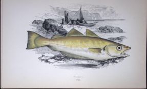 Whiting Fish Scarce Antique 1877 J. Couch Woodblock Engraving-86