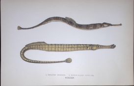 Greater & Broad Nosed Pipefish Fish Scarce Antique 1877 J. Couch Woodblock Engraving-149