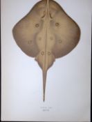 Sandy Ray Fish Scarce Antique 1877 J. Couch Woodblock Engraving-108