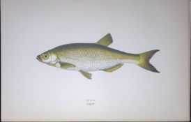 Bleak Fish Scarce Antique 1877 J. Couch Woodblock Engraving-132