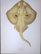 Cuckoo Ray Fish Scarce Antique 1877 J. Couch Woodblock Engraving-106