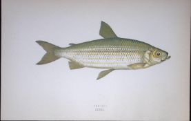 Vendace Fish Scarce Antique 1877 J. Couch Woodblock Engraving-139