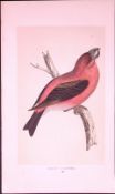 Parrot Crossbill Rev Morris First Edition Antique Woodblock Engraving-169