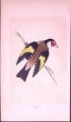 Goldfinch Rev Morris First Edition Antique Woodblock Engraving-161