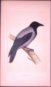 Hooded-Crow Bird- Rev Morris First Edition Antique Woodblock Engraving-54