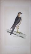 Sparrow Hawk Bird- Rev Morris First Edition Antique Woodblock Engraving-19