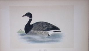 Brent Goose Bird- Rev Morris First Edition Antique Woodblock Engraving-74