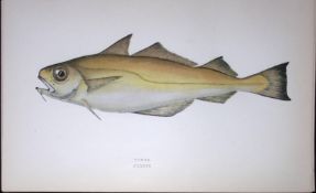 Power Fish Scarce Antique 1877 J. Couch Woodblock Engraving-87