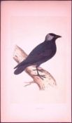 Jackdaw Bird- Rev Morris First Edition Antique Woodblock Engraving-60