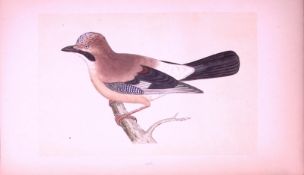 Jay Bird- Rev Morris First Edition Antique Woodblock Engraving-57