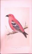 Two-Barred Crossbill Rev Morris First Edition Antique Woodblock Engraving-171