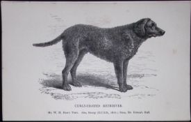 Curly Coated Retriever British Dogs by Hugh Dalziel 1889 Antique Book Plate-36