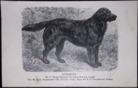 Retriever British Dogs by Hugh Dalziel 1889 Antique Book Plate-35