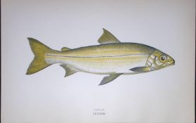 Powen Fish Scarce Antique 1877 J. Couch Woodblock Engraving-142